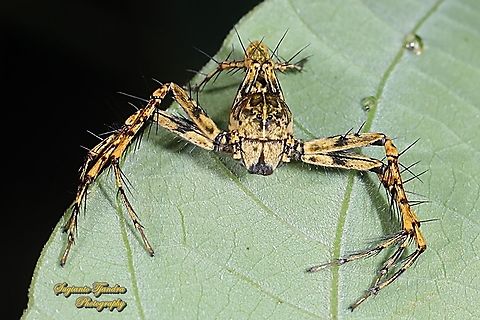 Asian Lynx Spider (Hamadruas sp., Oxyopidae)  Geotagged,Indonesia,Winter