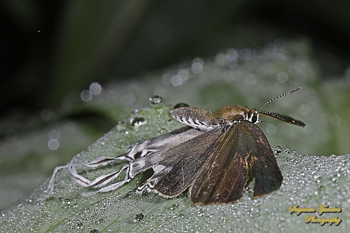 Fluffy Tit butterfly, Zeltus amasa pompaedius - flying  Fluffy tit,Geotagged,Indonesia,Winter,Zeltus amasa