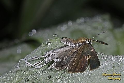 Fluffy Tit butterfly, Zeltus amasa pompaedius - flying  Fluffy tit,Geotagged,Indonesia,Winter,Zeltus amasa
