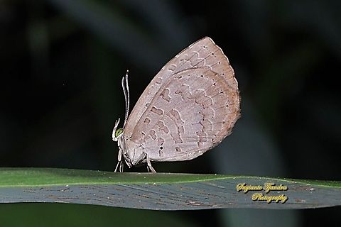 Round-band Brownie, Miletus gopara gopara, family Lycaenidae  Geotagged,Indonesia,Miletus gopara,Winter