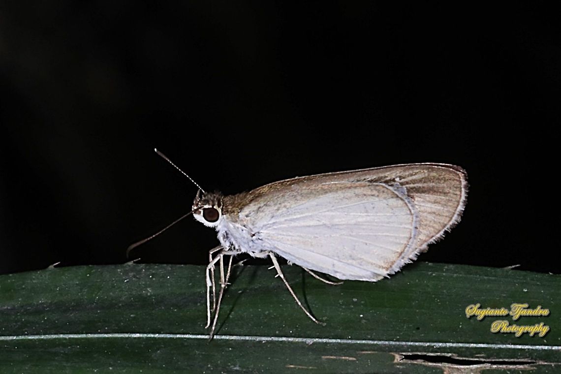 Skipper Butterfly, Grass Bob, Suada swerga  Geotagged,Indonesia,Suada swerga,Winter