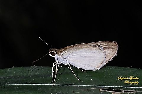 Skipper Butterfly, Grass Bob, Suada swerga  Geotagged,Indonesia,Suada swerga,Winter
