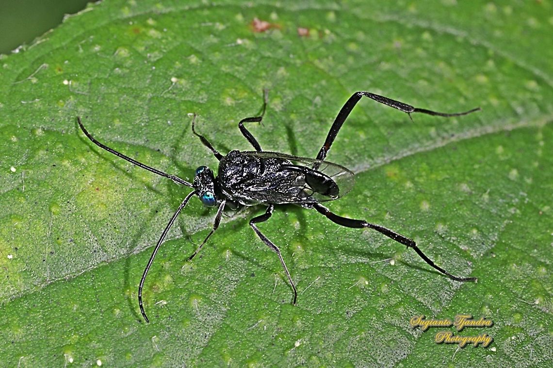 Blue-eyed Ensign Wasp, Evania appendigaster, Evaniidae  Cockroach Egg Parasitoid Wasp,Evania appendigaster,Geotagged,Indonesia,Winter