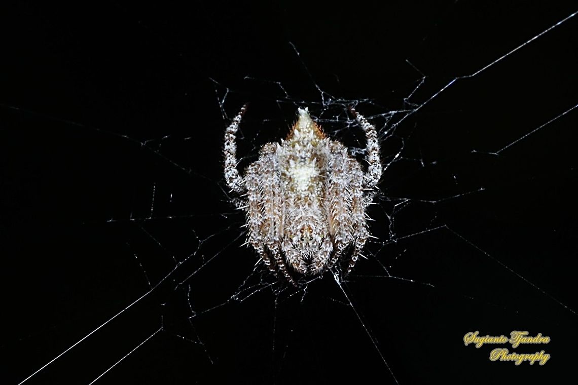 Orb-weaver Spider, Eriovixia laglaizei  Eriovixia laglaizei,Geotagged,Indonesia,Winter