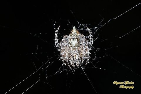 Orb-weaver Spider, Eriovixia laglaizei  Eriovixia laglaizei,Geotagged,Indonesia,Winter