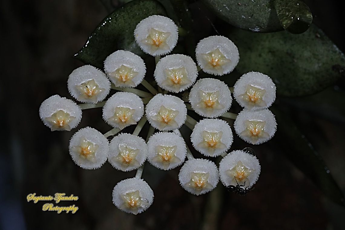 Hoya Lacunosa flowers  Cinnamon-Scented Wax Plant,Geotagged,Hoya lacunosa,Indonesia,Winter