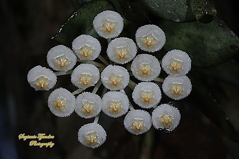 Hoya Lacunosa flowers  Cinnamon-Scented Wax Plant,Geotagged,Hoya lacunosa,Indonesia,Winter