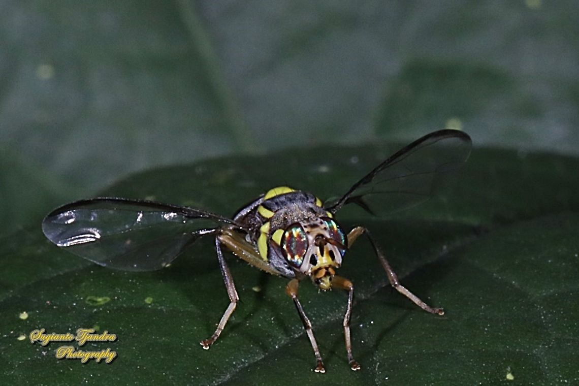 Oriental fruit fly, Bactrocera Dorsalis  Bactrocera dorsalis,Geotagged,Indonesia,Oriental Fruit Fly,Winter