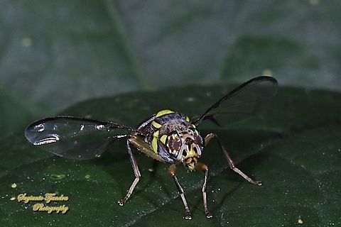 Oriental fruit fly, Bactrocera Dorsalis  Bactrocera dorsalis,Geotagged,Indonesia,Oriental Fruit Fly,Winter