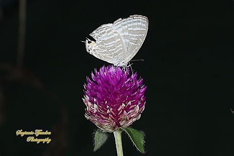 Common cerulean Butterfly (Jamides Celeno), family Lycaenidae sucking nectar on the Bachelor's Button flower, Gomphrena Globosa  Common cerulean,Geotagged,Indonesia,Jamides celeno,Winter