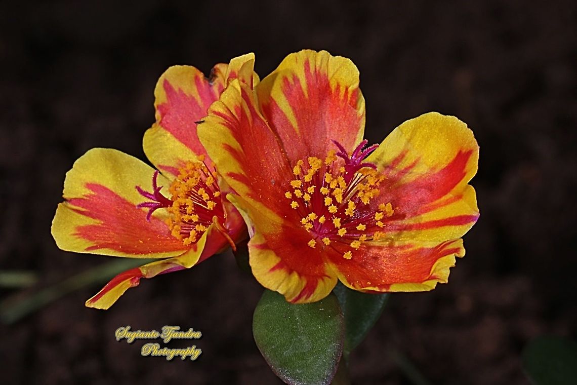 Krokot Mawar/ Moss rose, Portulaca grandiflora - Mottled Red & Yellow  Geotagged,Indonesia,Portulaca grandiflora,Winter