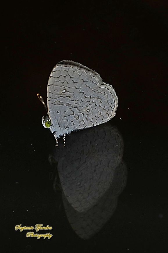 Apefly Butterfly, Spalgis epius titius  Apefly,Geotagged,Indonesia,Spalgis epeus,Winter