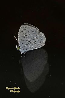 Apefly Butterfly, Spalgis epius titius  Apefly,Geotagged,Indonesia,Spalgis epeus,Winter