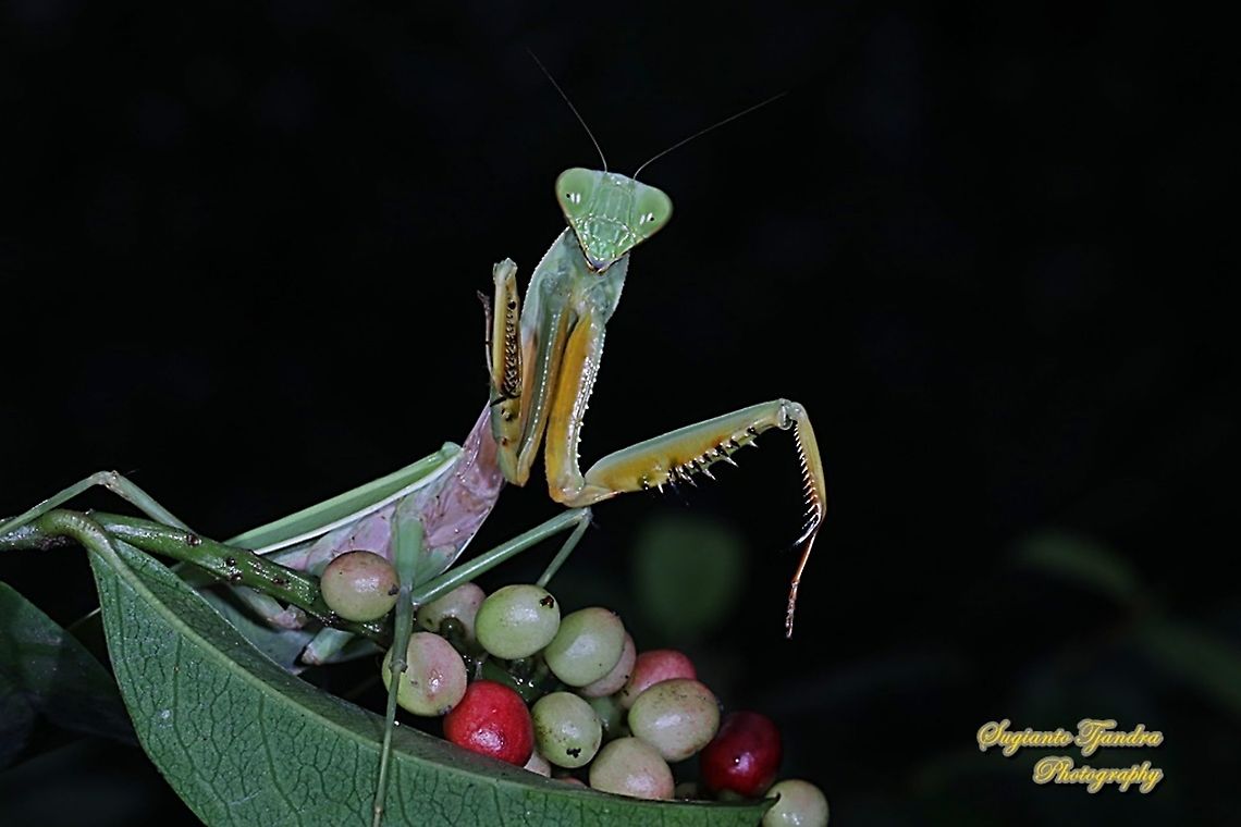 Golden-armed Mantis, Hierodula venosa "Fruits on Sale"  Geotagged,Golden-armed Mantis,Hierodula venosa,Indonesia,Winter