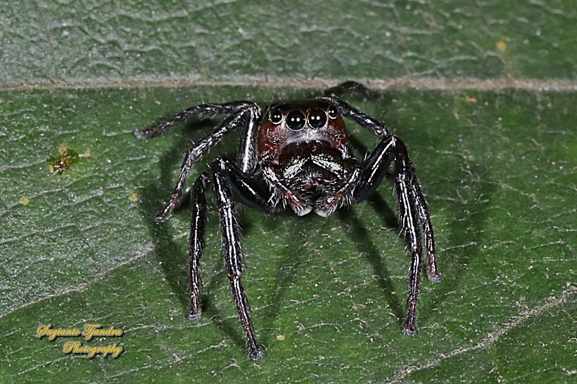 Jumping Spider, Colyttus Sp., Salticidae  Geotagged,Indonesia,Winter