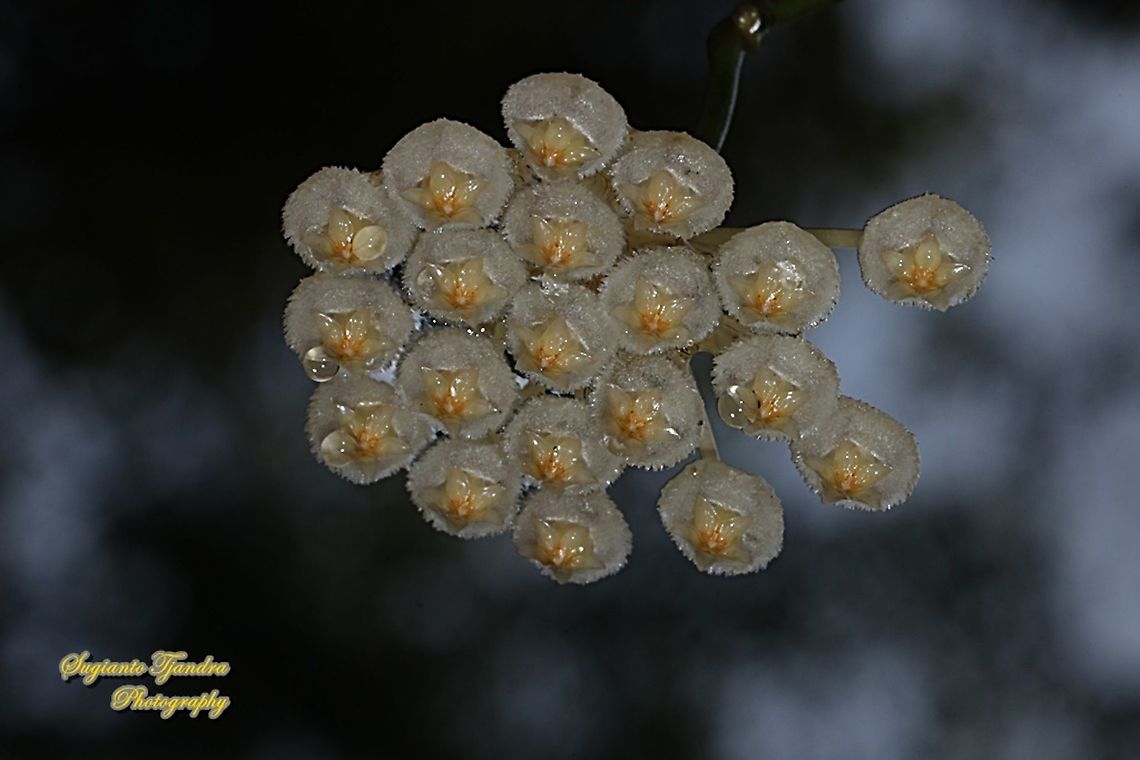Hoya Lacunosa flowers  Geotagged,Hoya lacunosa,Indonesia,Winter