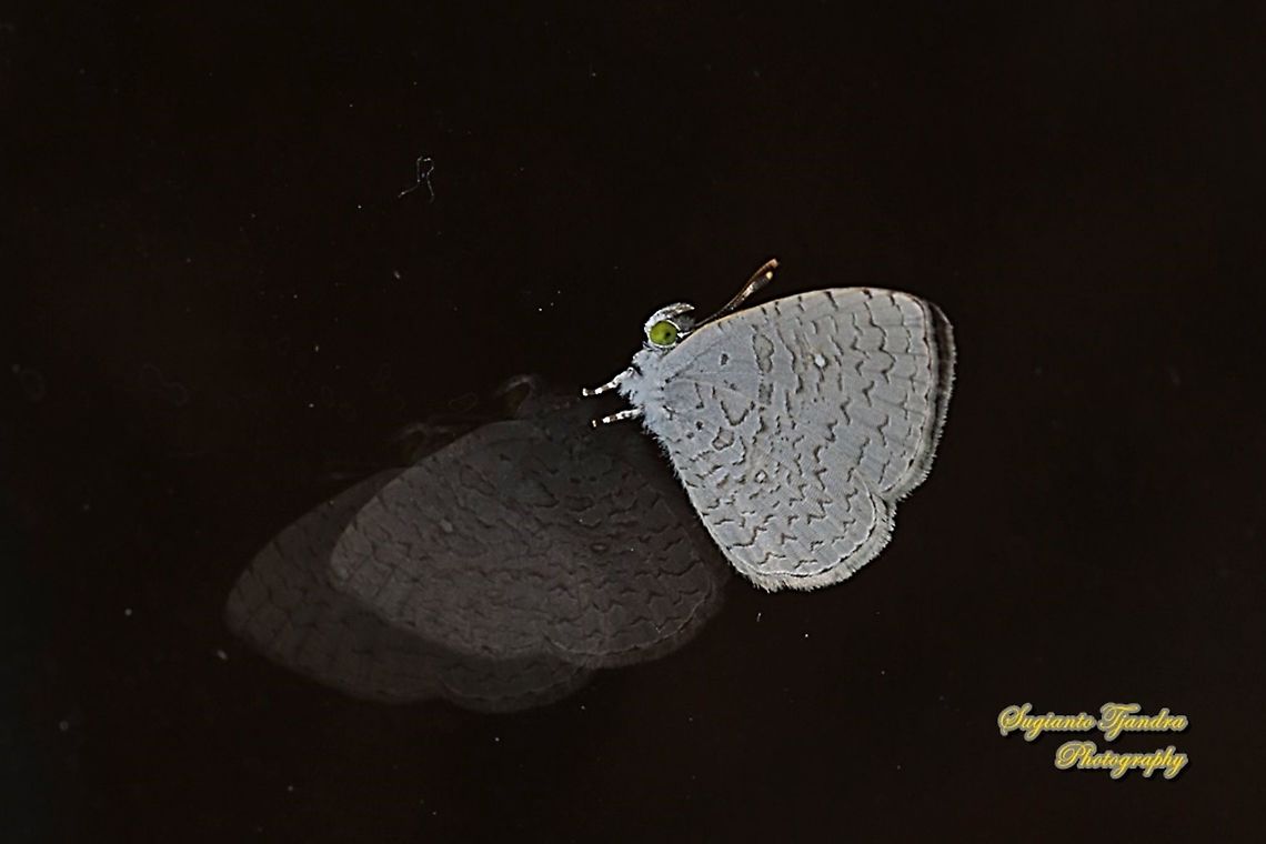 Apefly Butterfly, Spalgis epius titius "Reflections"  Apefly,Geotagged,Indonesia,Spalgis epeus,Winter