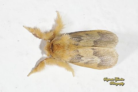 Tussock Moth, Lymantriinae  Geotagged,Indonesia,Winter