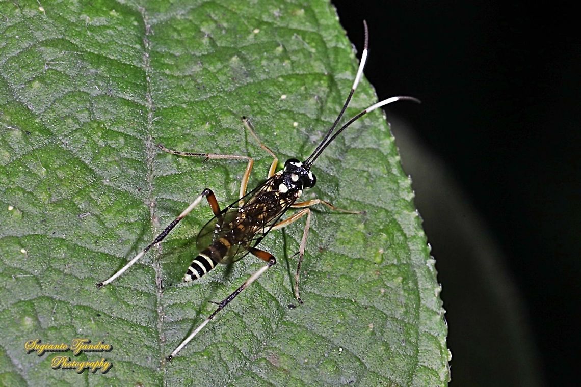 Black-banded Ichneumon Wasp, Lissonota sp.(???), family Ichneumonidae  Geotagged,Indonesia,Winter