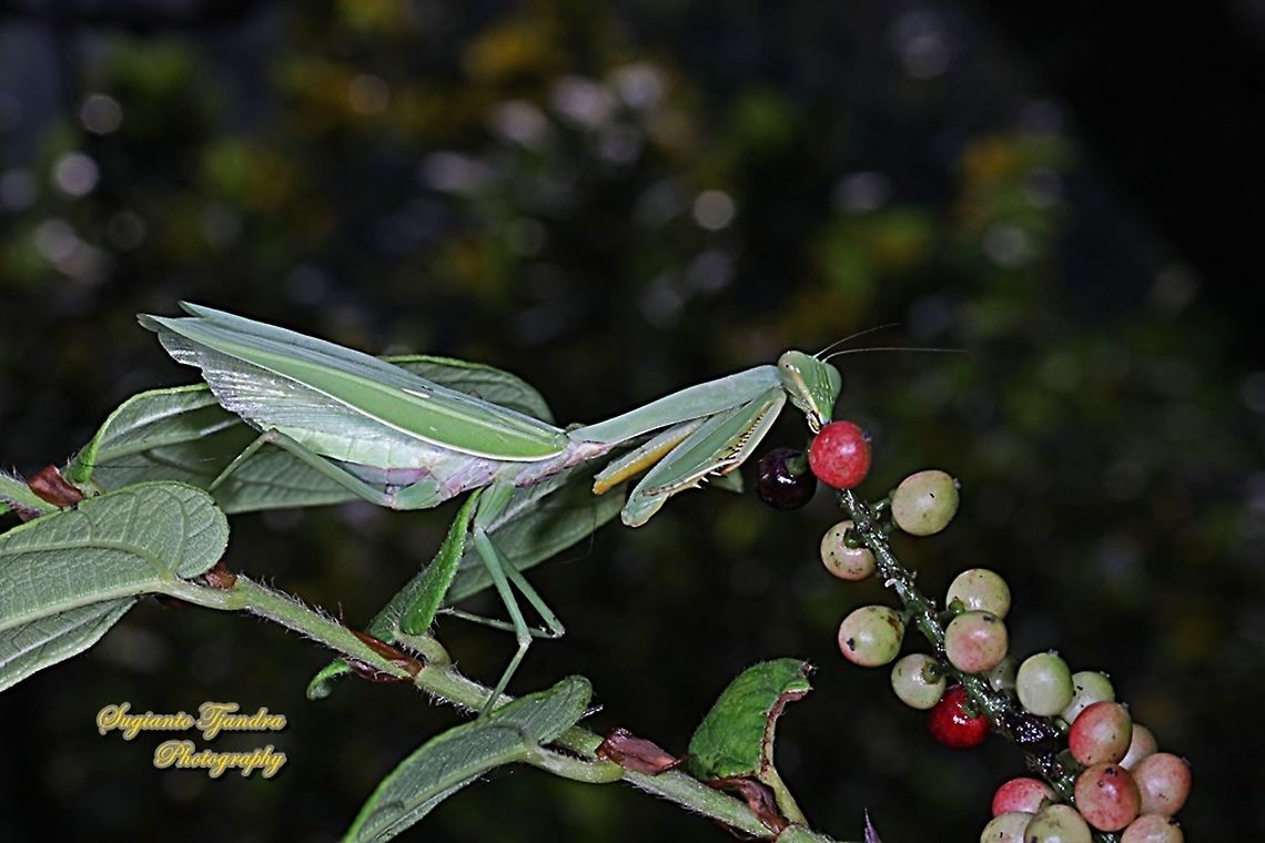 Golden-armed Mantis, Hierodula venosa "Wow...it's so sweet!!!"  Geotagged,Golden-armed Mantis,Hierodula venosa,Indonesia,Winter