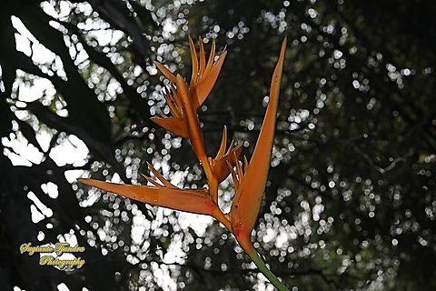 Parrot's flower, Heliconia Psittacorum Halloween  Geotagged,Heliconia psittacorum,Indonesia,Parrot's Beak,Winter