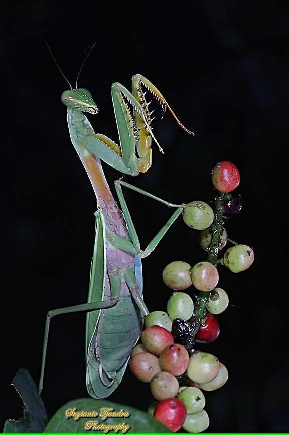 Golden-armed Mantis, Hierodula venosa  Geotagged,Golden-armed Mantis,Hierodula venosa,Indonesia,Winter
