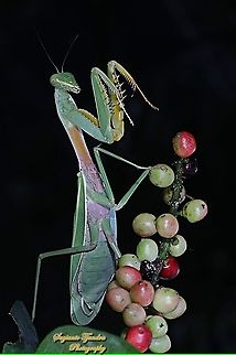 Golden-armed Mantis, Hierodula venosa  Geotagged,Golden-armed Mantis,Hierodula venosa,Indonesia,Winter