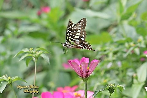The Tailed Jay Butterfly, Graphium agamemnon "flying over the Zinnia flower"  Geotagged,Graphium agamemnon,Indonesia,Tailed Jay,Winter