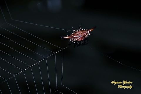 Spiny orb-weaver spider, Gasteracantha diardi  Gasteracantha diardi,Geotagged,Indonesia,Winter