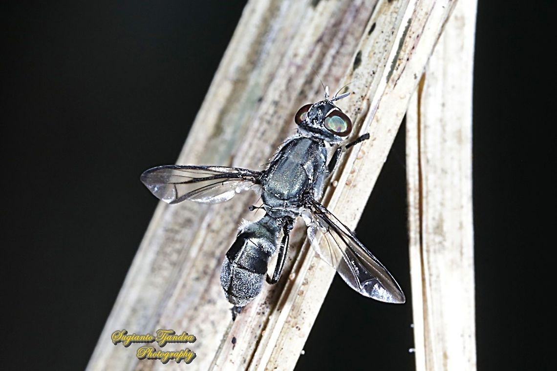 Plagiostenopterina sp, family Platystomatidae  Geotagged,Indonesia,Winter