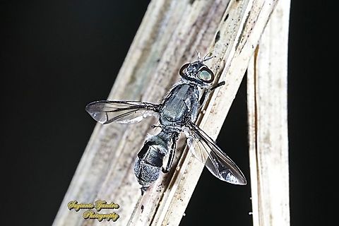 Plagiostenopterina sp, family Platystomatidae  Geotagged,Indonesia,Winter