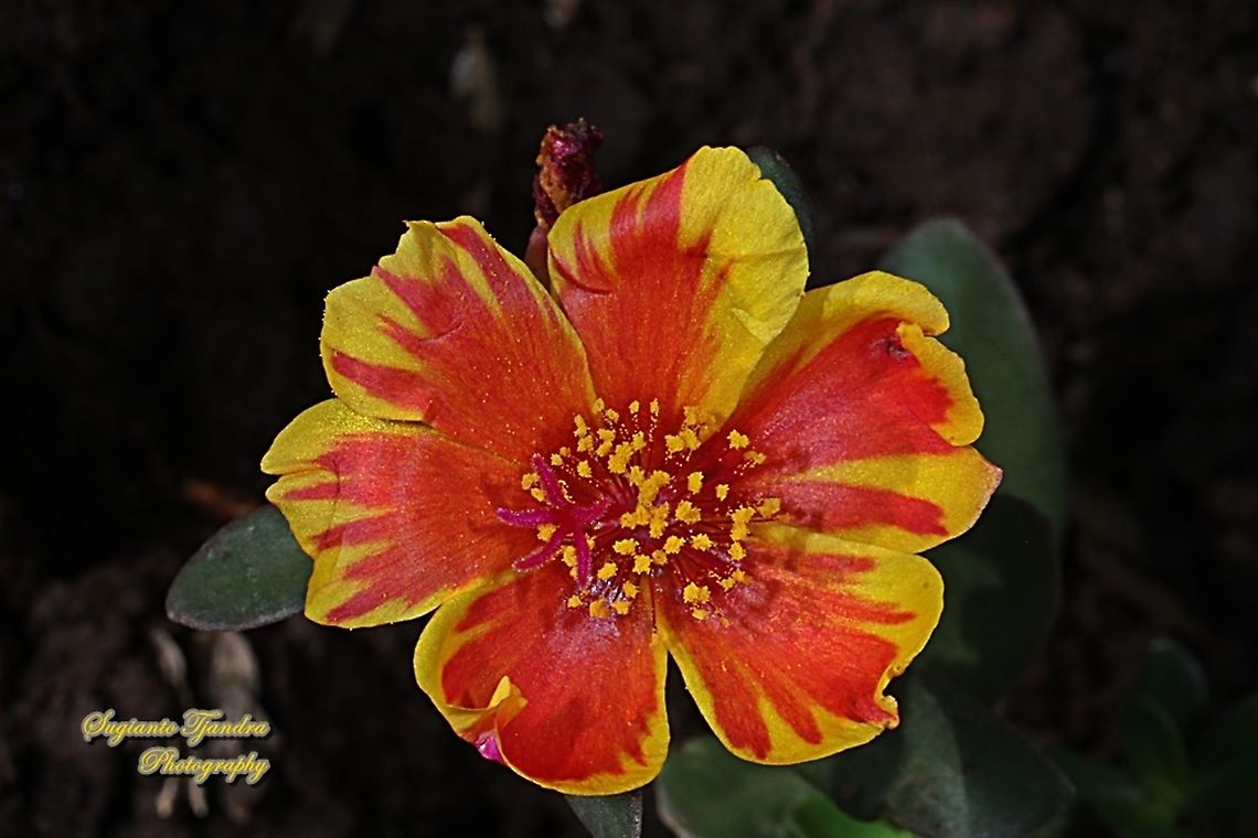 Krokot Mawar/ Moss rose, Portulaca grandiflora - Mottled Red & Yellow  Geotagged,Indonesia,Winter