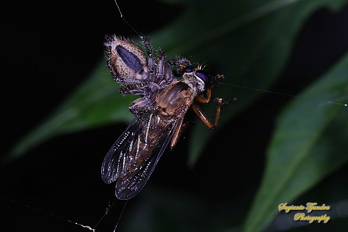 A mini Rober Fly, Asilidae was preyed by a jumping spider, Salticidae  Geotagged,Indonesia,Winter
