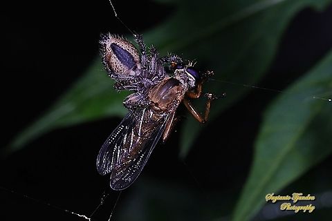 A mini Rober Fly, Asilidae was preyed by a jumping spider, Salticidae  Geotagged,Indonesia,Winter