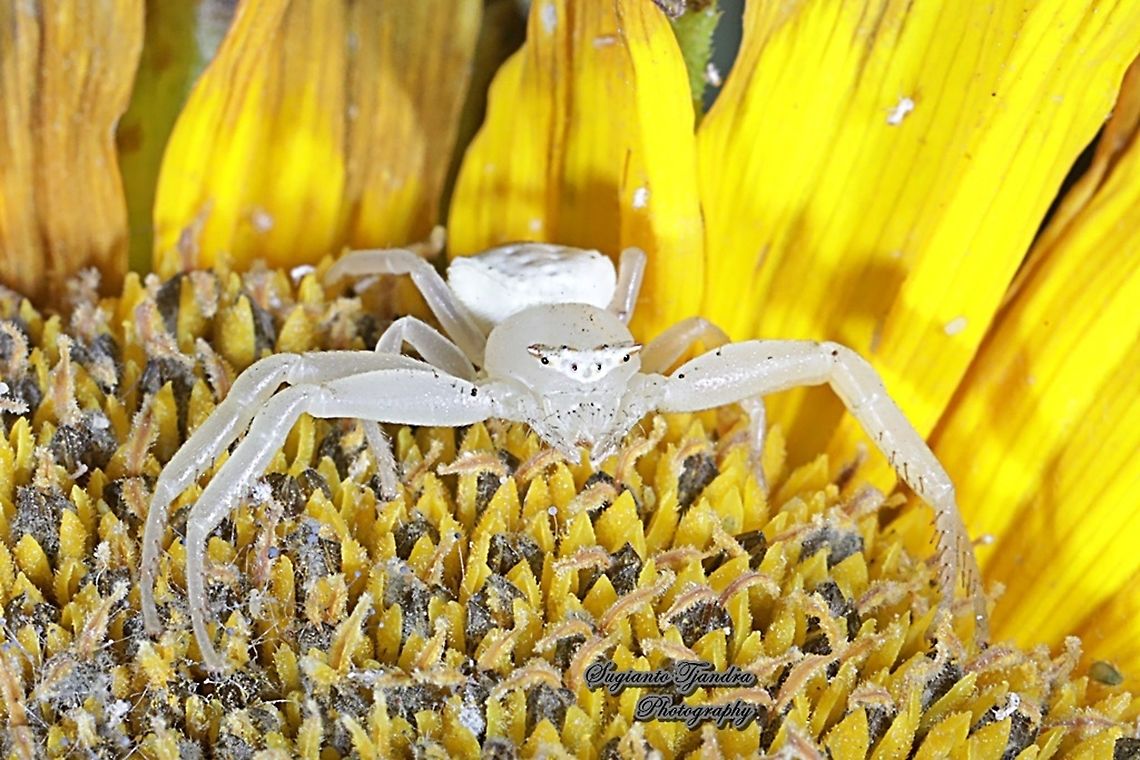 White Crab Spider, Thomisidae sp  Geotagged,Indonesia,Winter