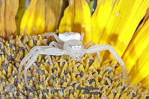 White Crab Spider, Thomisidae sp  Geotagged,Indonesia,Winter