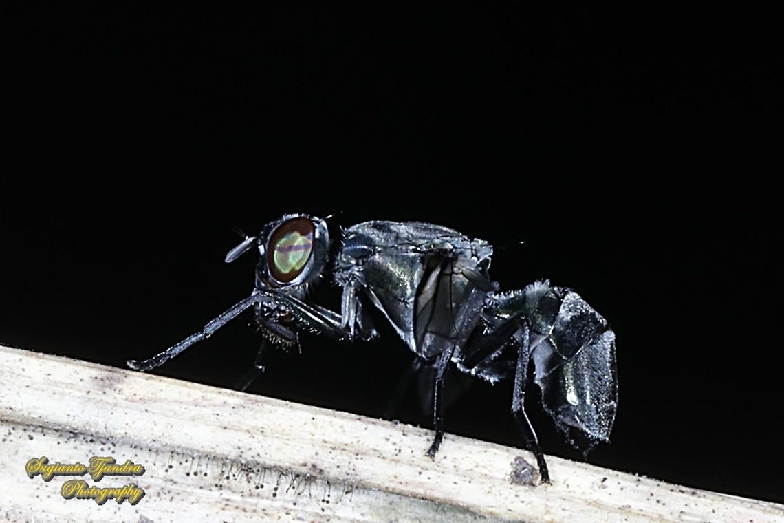 Plagiostenopterina sp, family Platystomatidae  Geotagged,Indonesia,Winter