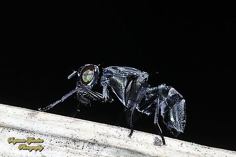 Plagiostenopterina sp, family Platystomatidae  Geotagged,Indonesia,Winter