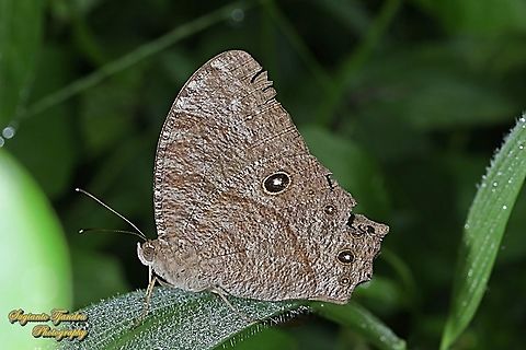 Common evening brown, Melanitis leda ssp lacrima  Common evening brown,Geotagged,Indonesia,Melanitis leda,Winter