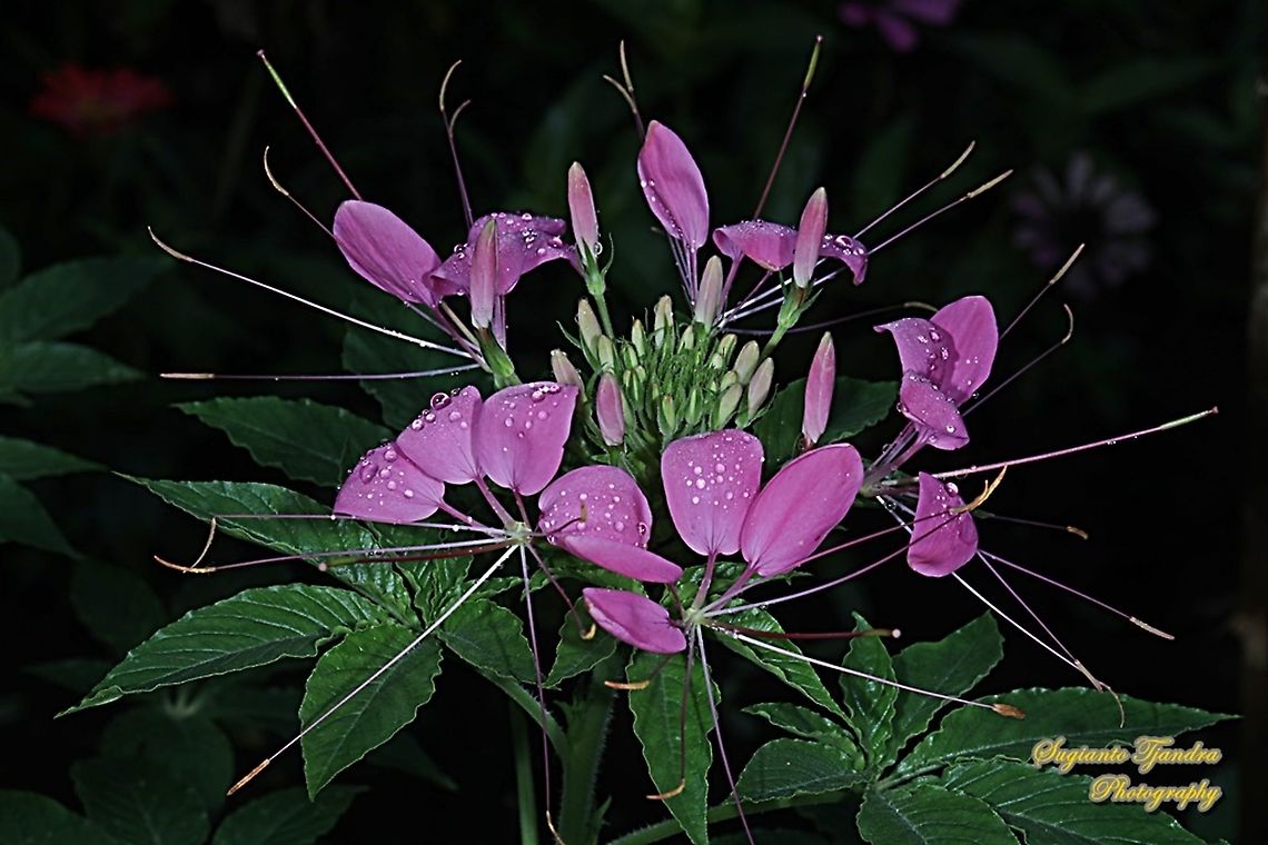Spider flower, Cleome hassleriana  Cleome hassleriana,Geotagged,Indonesia,Winter