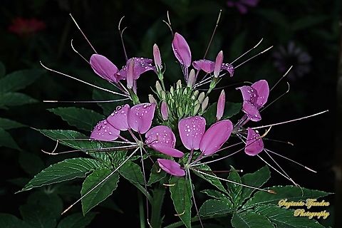 Spider flower, Cleome hassleriana  Cleome hassleriana,Geotagged,Indonesia,Winter