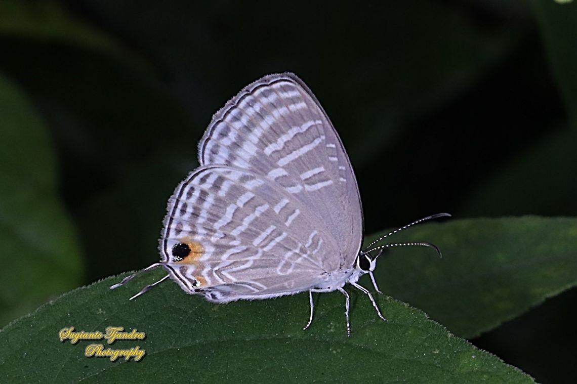 Common cerulean Butterfly, Jamides Celeno ssp ruvana, family Lycaenidae  Common cerulean,Geotagged,Indonesia,Jamides celeno,Winter