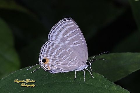 Common cerulean Butterfly, Jamides Celeno ssp ruvana, family Lycaenidae  Common cerulean,Geotagged,Indonesia,Jamides celeno,Winter