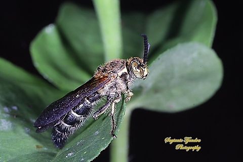 Scoliide wasp, Campsomeriella collaris, family Scoliide  Campsomeriella collaris,Geotagged,Indonesia,Winter