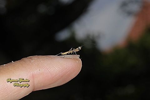 Brown tiny praying mantis nymph  Geotagged,Indonesia,Winter