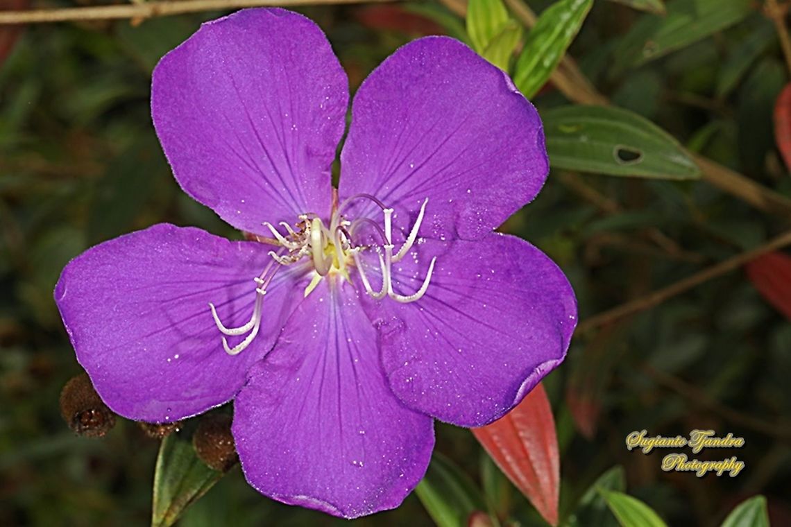 Princess Flower, Tibouchina urvilleana (family Melastomataceae )  Geotagged,Glory Bush,Indonesia,Tibouchina urvilleana,Winter