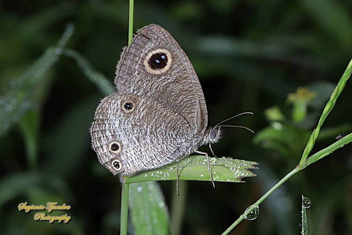 Java's three ring Buttefly, Ypthima nigricans Ssp nigricans  Geotagged,Indonesia,Winter,Ypthima nigricans