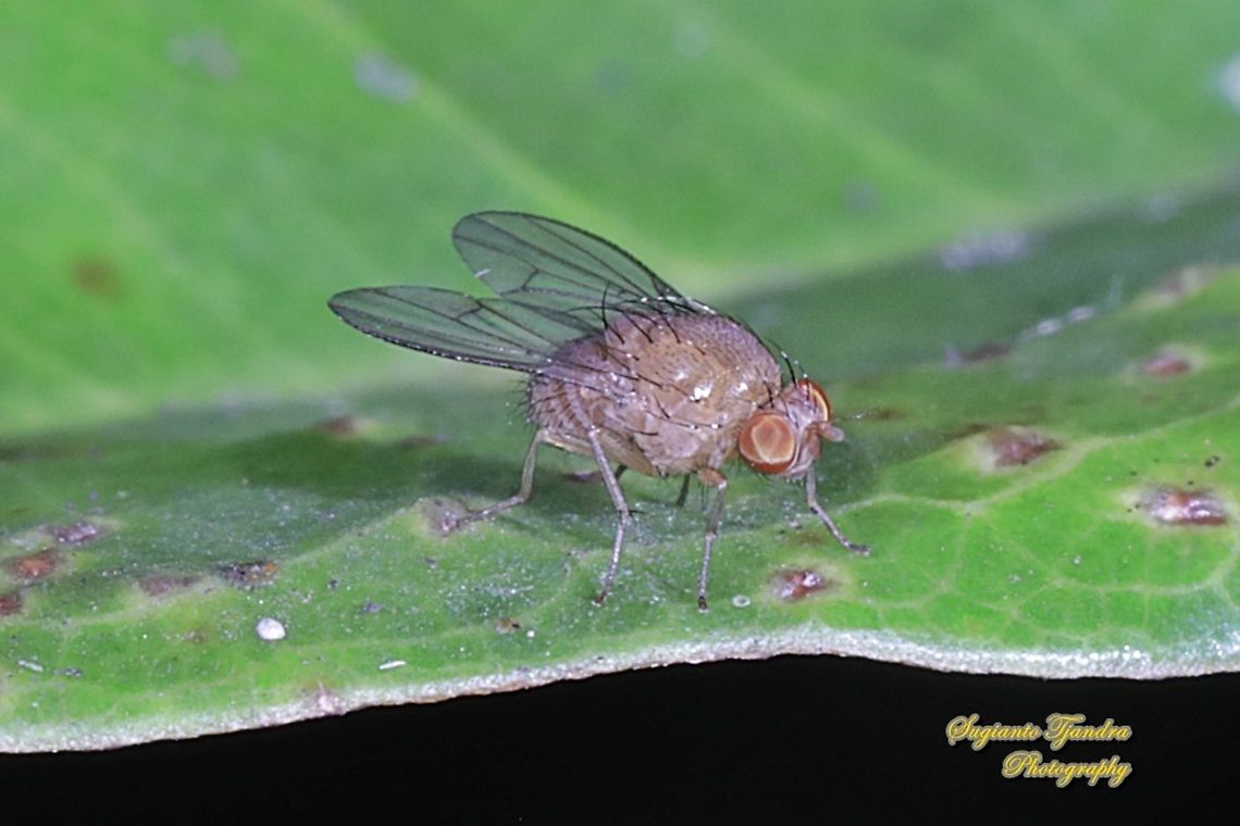 Lauxaniid fly, Homoneura Sp., Lauxaniidae  Geotagged,Indonesia,Winter