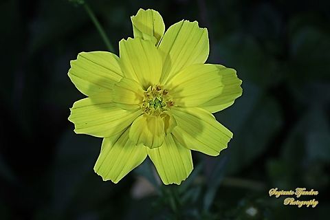 Yellow Cosmos flower (Cosmos sulphureus)  Cosmos sulphureus,Geotagged,Indonesia,Sulfur Cosmos,Winter