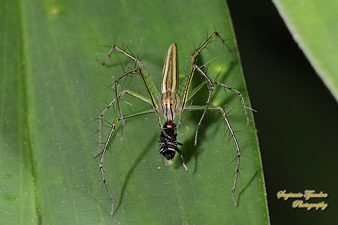 Lynx Spider, Oxyopidae sp. w/ prey  Geotagged,Indonesia,Winter